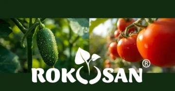 We tested Rokosan on tomatoes and cucumbers – the results pleasantly surprised us!
