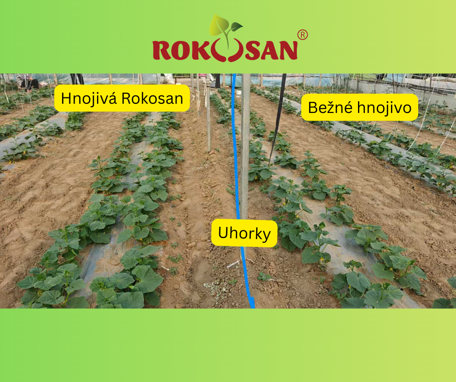 Rokosan