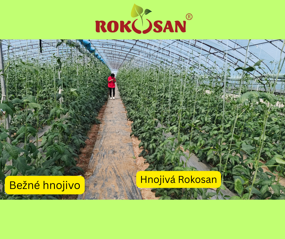 Rokosan