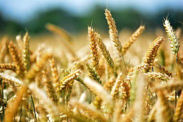 1458820402-wheat_m-370x247.jpg