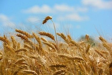 1458827571-wheat_m_2-370x247.jpg