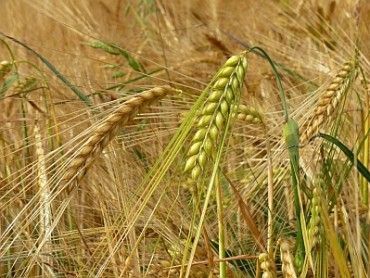 1458829358-barley_m_2-370x278.jpg