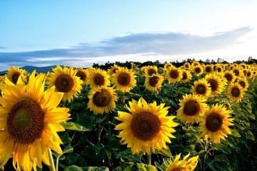 1458829694-sunflower_m-370x247.jpg