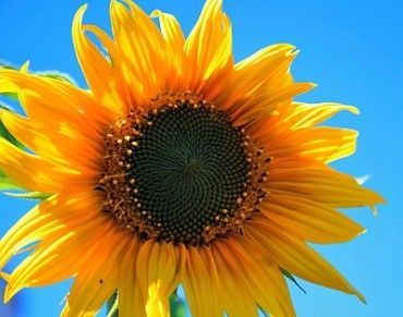 1458829823-sunflower_m_2-370x291.jpg